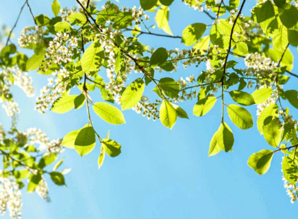 5 claves en tu dieta para prevenir y superar la astenia primaveral 5 claves en tu dieta para prevenir y superar la astenia primaveral